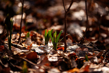 autumn leaves on the ground
