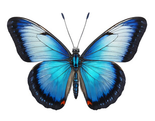 Fototapeta premium butterfly isolated on white background