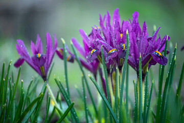 purple flowers spring irises in the garden in drops after rain.