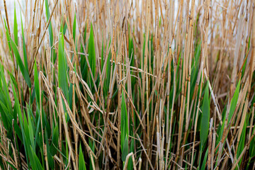 close up of grass
