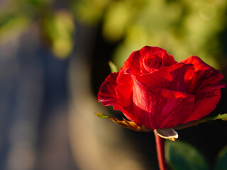 Red rose isolated on natural background