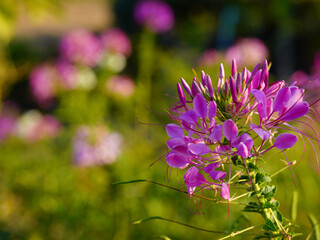 Cleome is a genus of flowering plants in the family Cleomaceae, commonly known as spider flowers.	