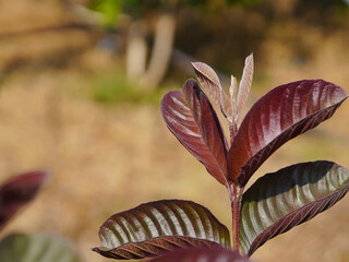 Red guava leaves, the variety name is Red Ayutthaya, grown in Thailand.