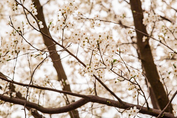 spring in the park