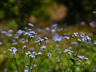 Close-up photo of purple flower weed.	