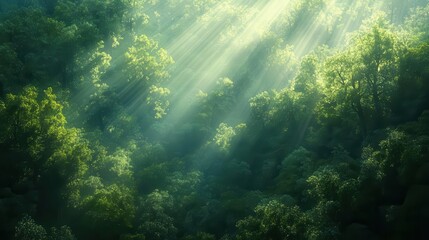 Fototapeta premium A serene forest scene with sunlight filtering through lush trees, creating a tranquil atmosphere filled with vibrant greens.