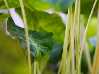 Colocasia esculenta, Lemon Lime Gecko or Colocasia or bicolor Colocasia