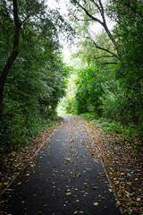 Fototapeta premium path in the forest