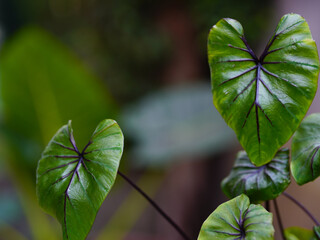 green leaves pharaoh mask elephant ear or colocasia pharaoh mask,Araceae on natural background