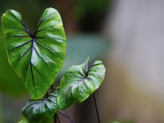 green leaves pharaoh mask elephant ear or colocasia pharaoh mask,Araceae on natural background