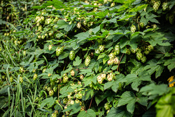 hops