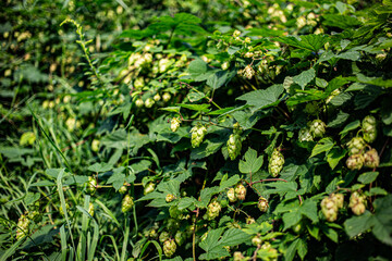 hops