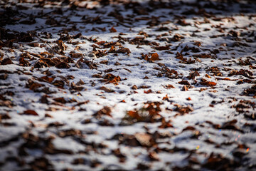leaves in snow