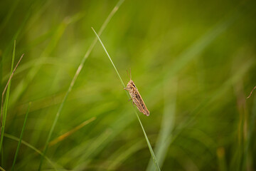 grasshopper