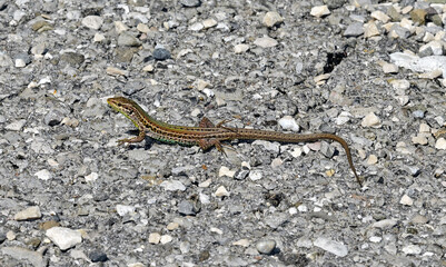 Adriatische Mauereidechse, Karstläufer (Podarcis melisellensis fiumanus) sonnt sich auf dem Asphalt - Lovcen Nationalpark, Montenegro