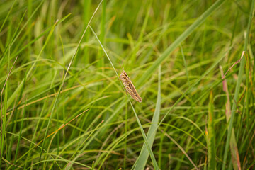grasshopper