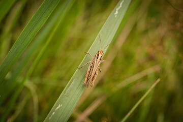 grasshopper
