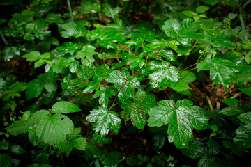 wet green leaves