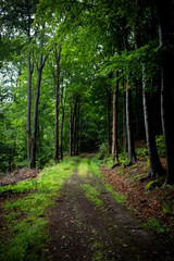 path in the forest
