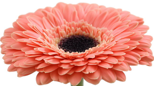 Pink Gerbera Flower