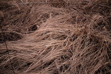 grass background