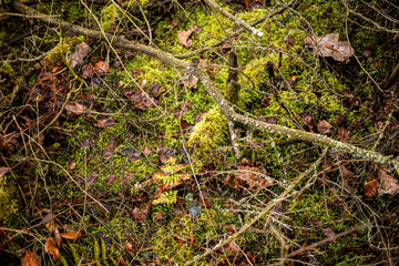 moss on a rock