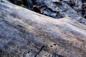 wood texture