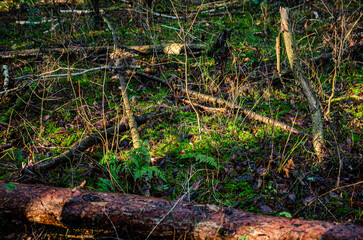 forest