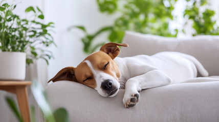 A relaxed dog sleeping soundly on a soft sofa surrounded by greenery indoors.