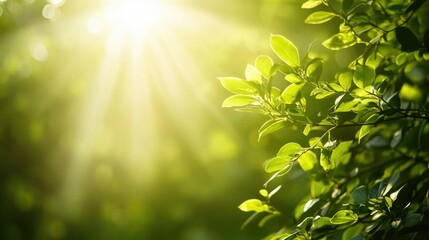 Serene Sunrise over Lush Greenery