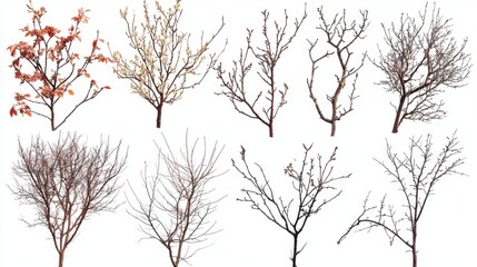 Obraz premium Diverse Tree Branches in Four Seasons with Colorful Leaves and Twigs