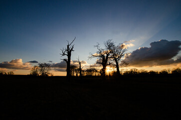 Naklejka premium sunset in the desert