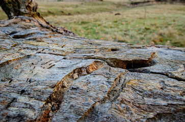 old tree without bark