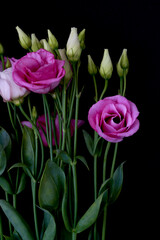 rose flower growing on black background