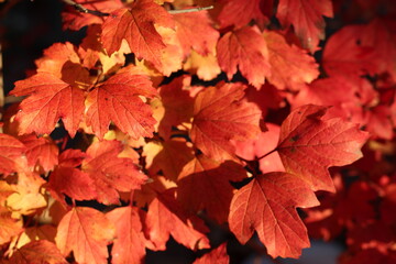 Close-Up of Vibrant Red Viburnum Leaves Bathed in Sunlight