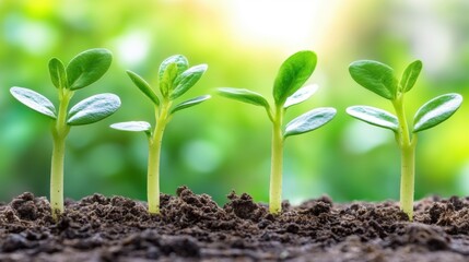 Fresh Seedlings Growing in Soil Under Bright Natural Light