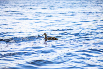 Naklejka premium duck on the water