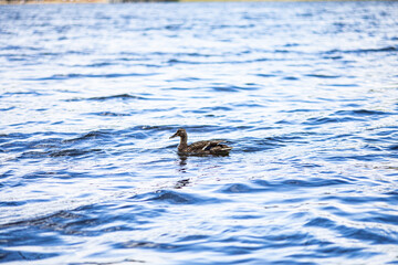 duck in water