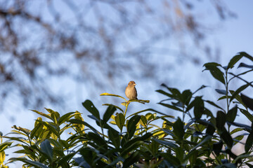 A small brown sparrow perched on the tip of a green leafy branch, illuminated by soft, warm sunlight against a backdrop of a clear blue sky with blurred tree branches.