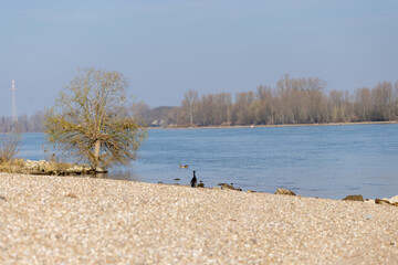 A serene riverside scene with a pebbled beach, a solitary tree near the water, and a bird perched on the shore. 