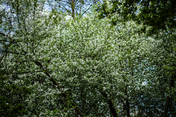 tree branches
