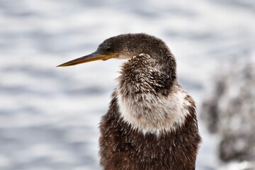 anhinga bird animal drying off feathers by water