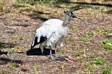 wood stork bird resting beak open natural wildlife
