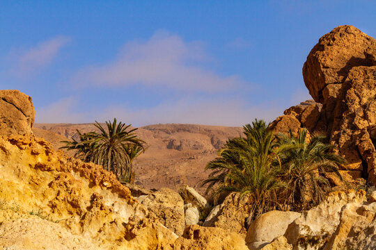 Wild date palms in a small uninhabited mountain oasis near the Kasserine Pass. Tunisian mountains.  Tunisia, Africa