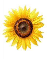 Bright and vibrant sunflower blooming in full glory. A symbol of warmth and positivity. Perfect for nature lovers and floral enthusiasts. Generative AI.