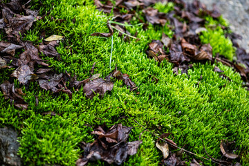 Fototapeta premium moss on the tree