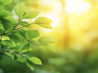 Obraz premium Fresh green leaves basking in sunlight, creating a serene atmosphere in a natural setting.