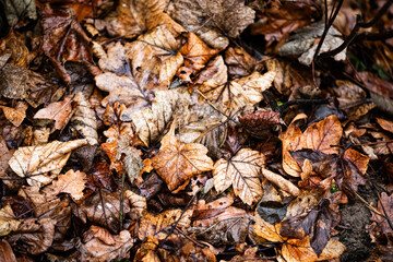 autumn leaves background