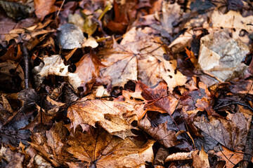 fallen autumn leaves