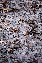 autumn leaves background